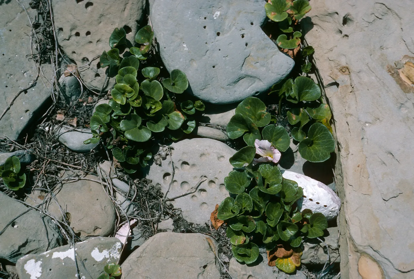 San Nicolas Island, Calystegia soldanella, West end of Red Eye Beach