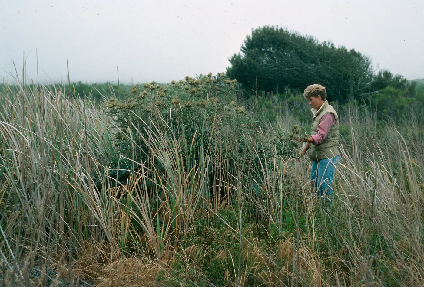 San Nicolas Island, Cynara, Julie Vanderwier, Building 120, Tufts Road