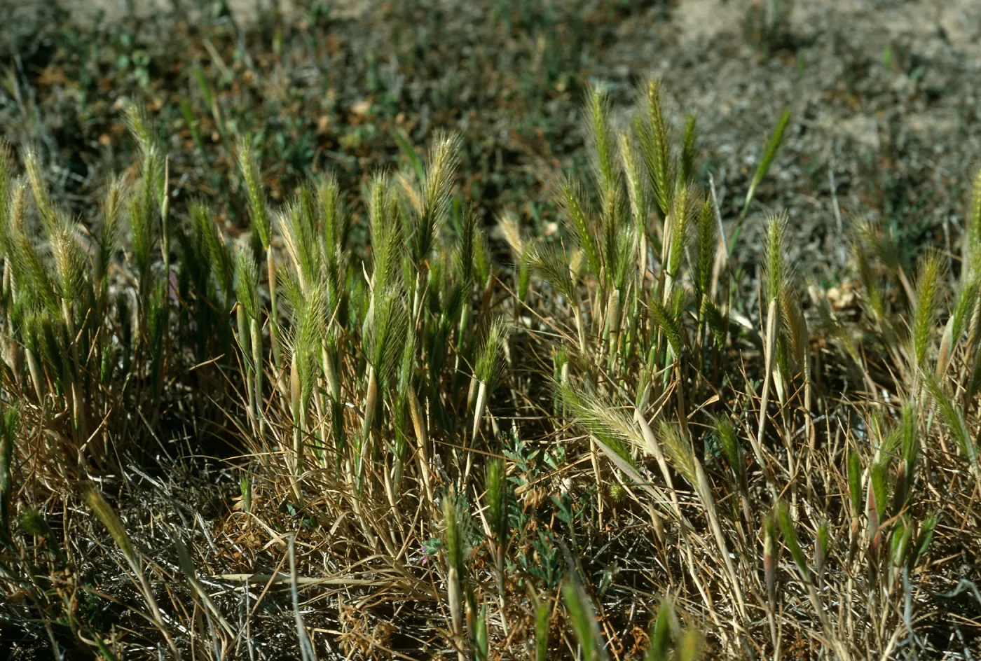 San Nicolas Island, Hordeum, south of field station