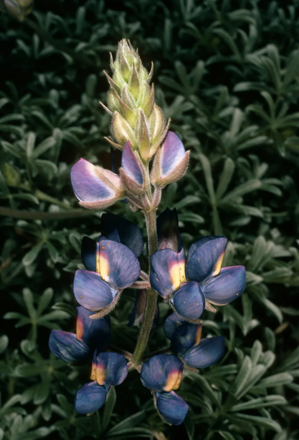 San Nicolas Island, Lupinus (Lupine),
