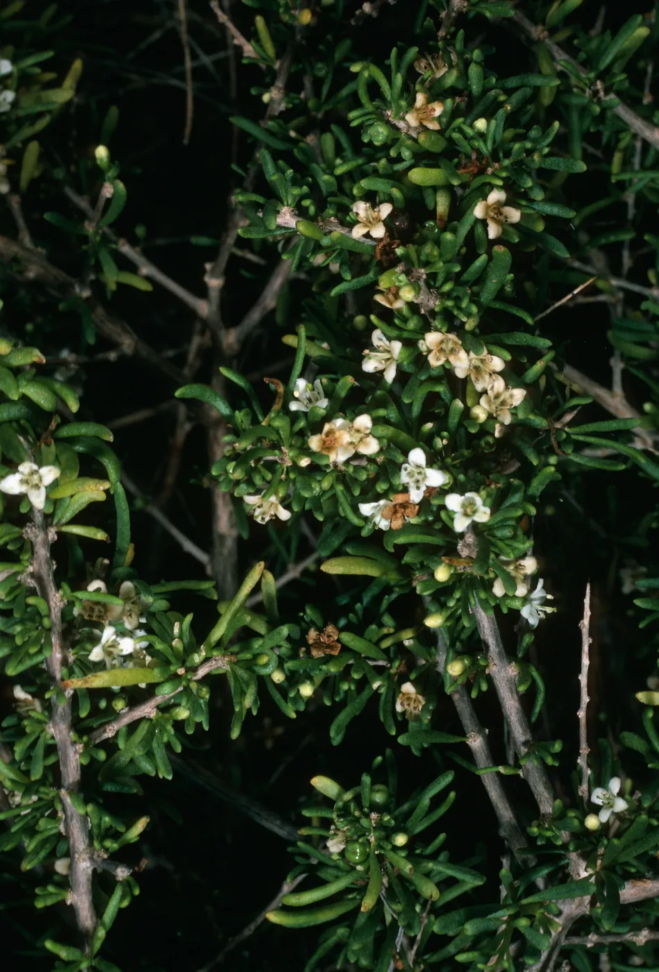 San Nicolas Island, Lycium californicum