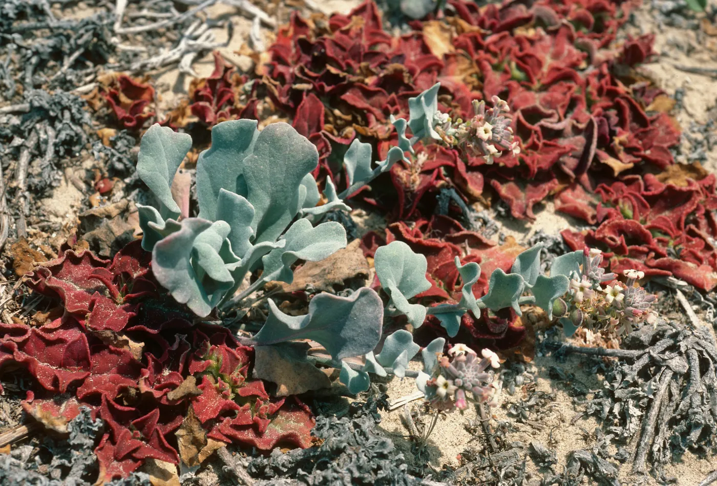 San Nicolas Island, Dithyrea maritima, East of Seal Beach (Southwest end)