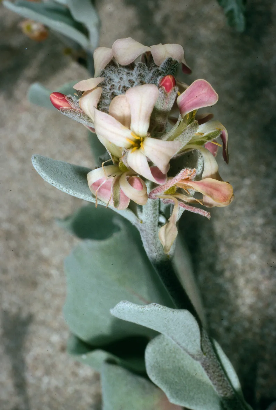 San Nicolas Island, Dithyrea maritima, Vizcaino Peninsula