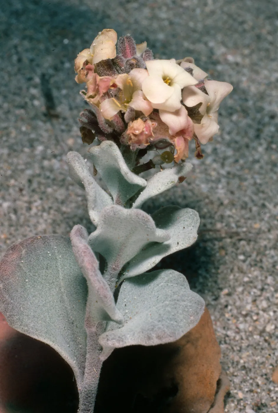 San Nicolas Island, Dithyrea maritima, Red Eye Beach