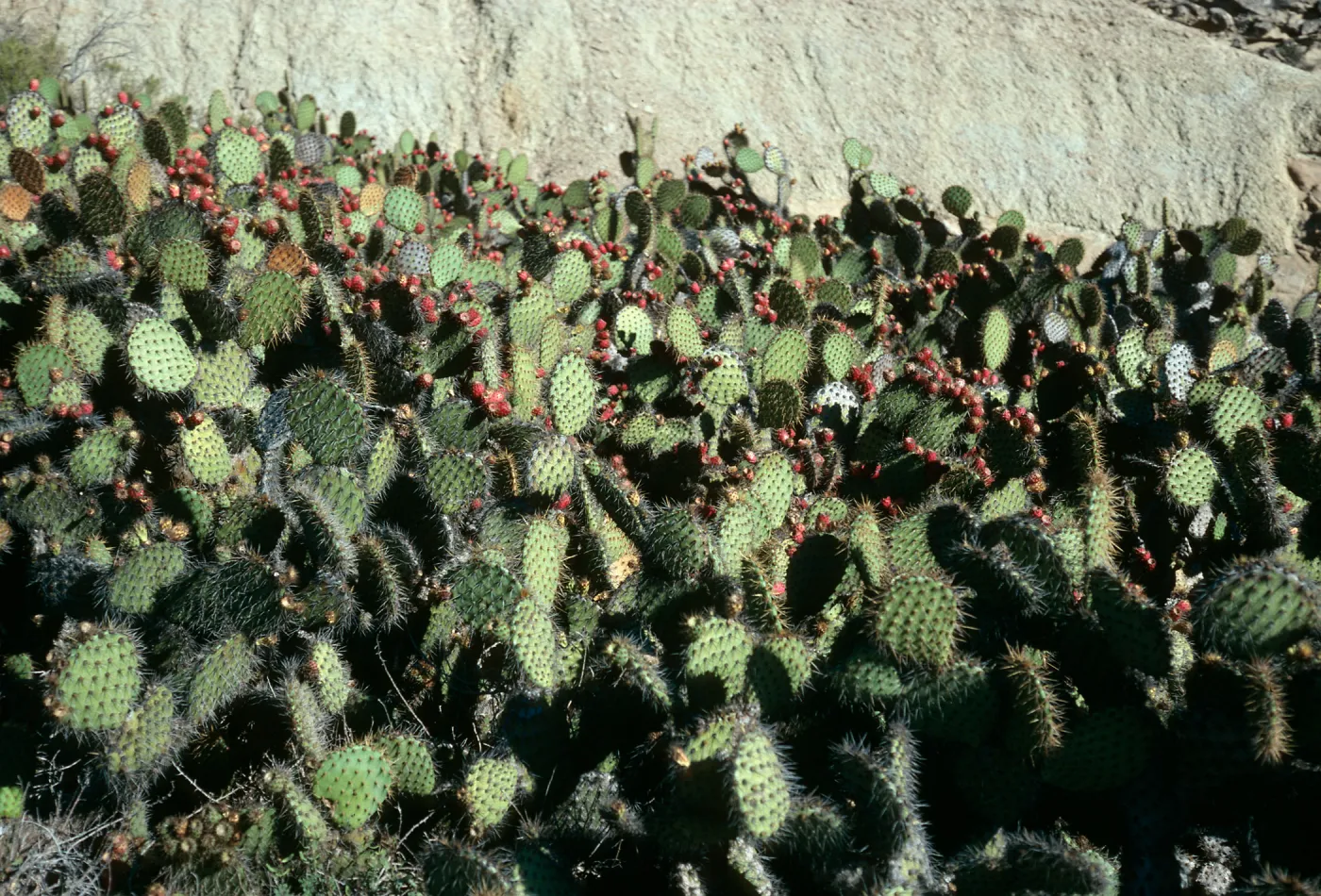 San Nicolas Island, Opuntia oricola, South of Jackson Hill
