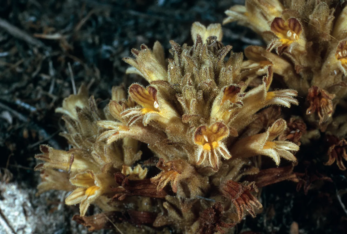 San Nicolas Island, Orobanche parishii brachyloba, near Cattail Canyon
