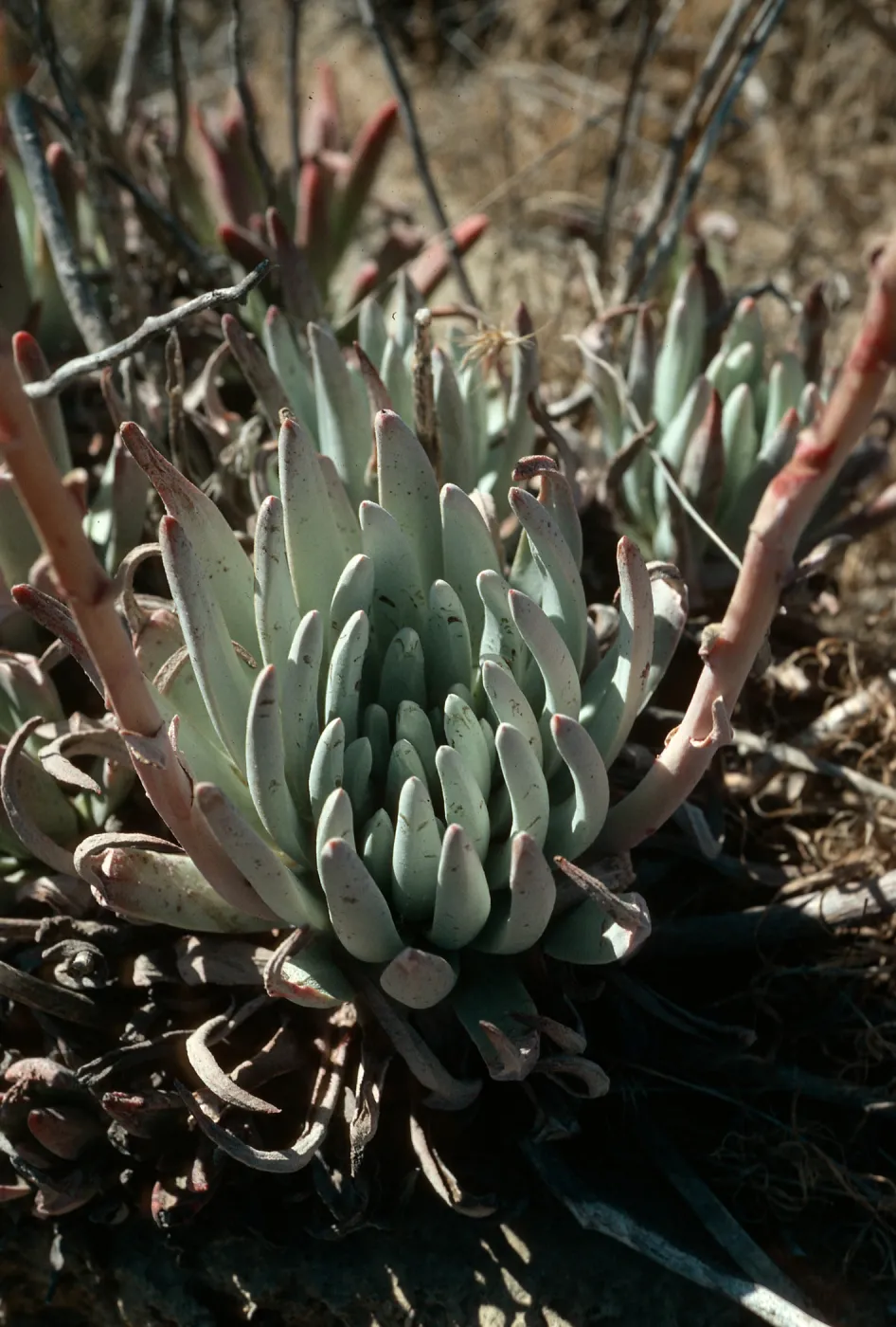 San Nicolas Island, Dudleya virens, West of NAVFAC