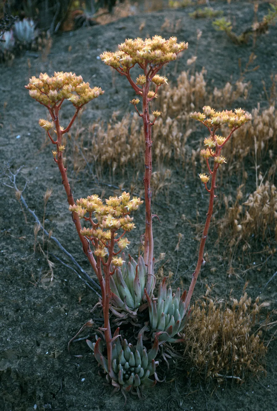 San Nicolas Island, Dudleya virens, Live-Forever Canyon