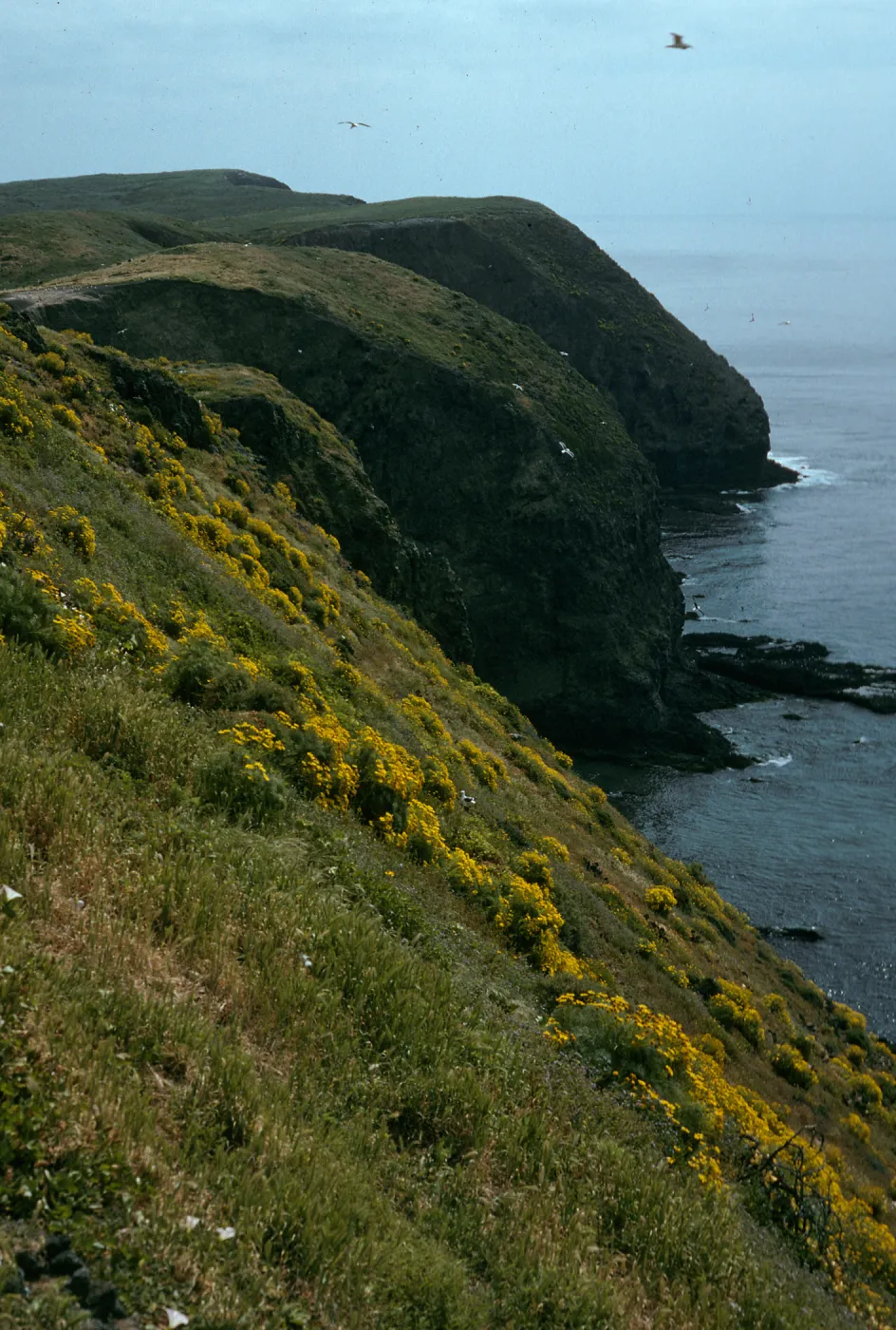 Middle Anacapa Island, view of S-facing side