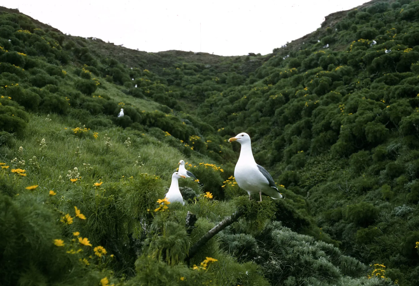 Middle Anacapa Island, Western Gulls, on Coreopsis Gigantea, Sheep Camp