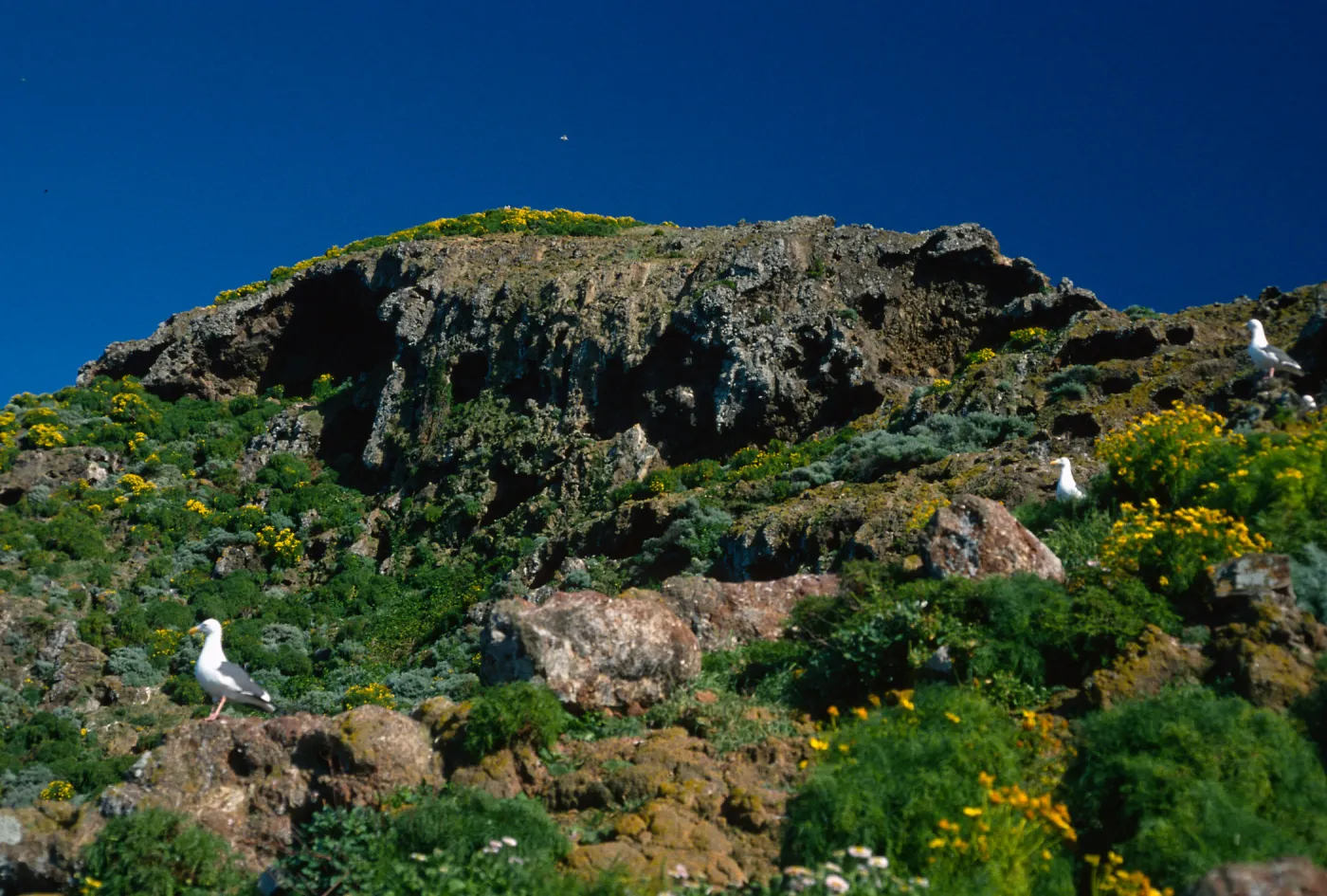 West Anacapa Island, Gulls, Coreopsis, North slopes, near Rat Rock