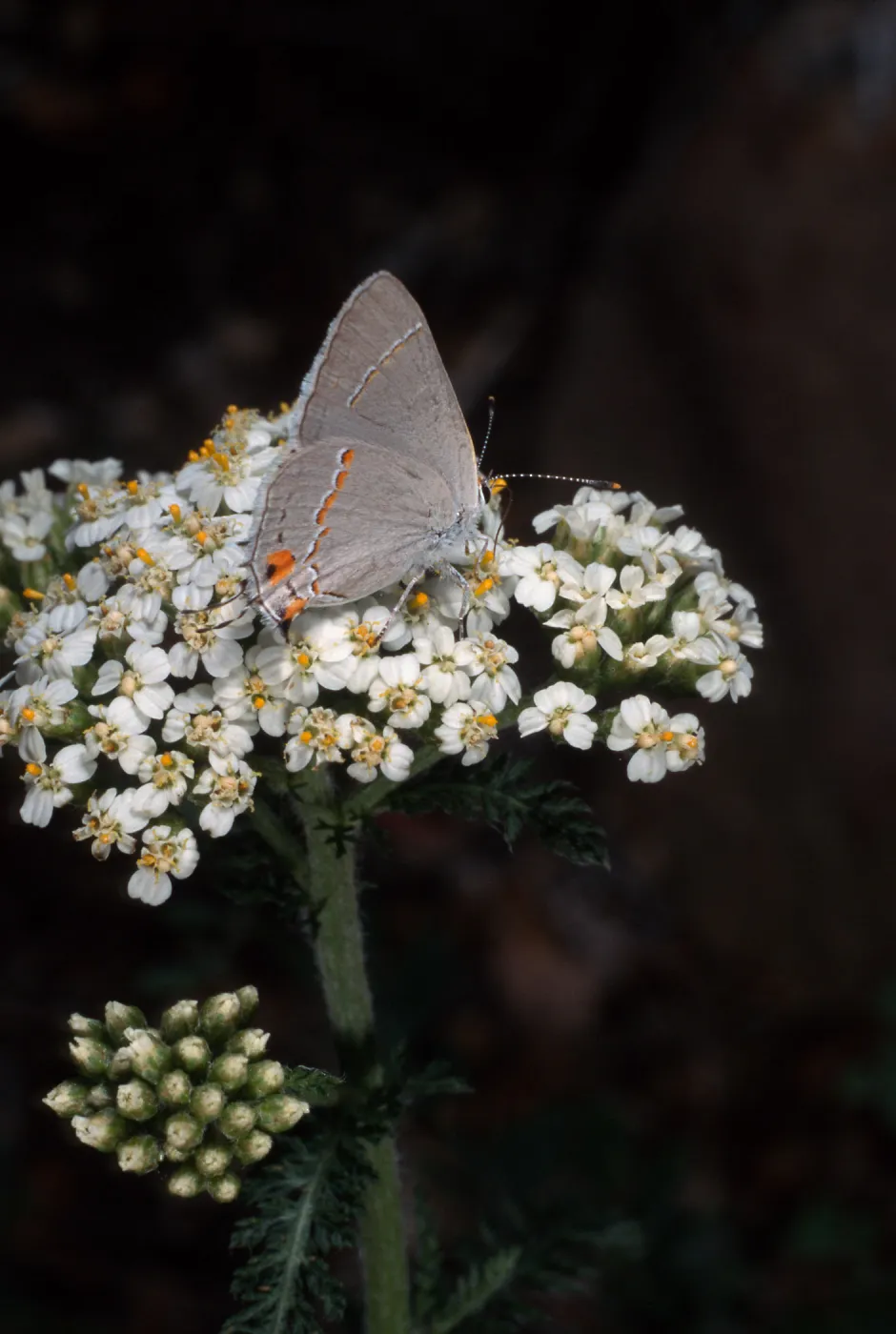 Butterfly on Achillea millefolium, SBBG