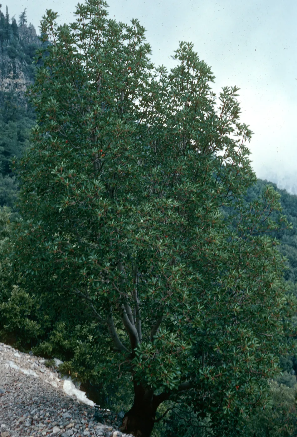 Arbutus menziesii, Cone Peak, Big Sur
