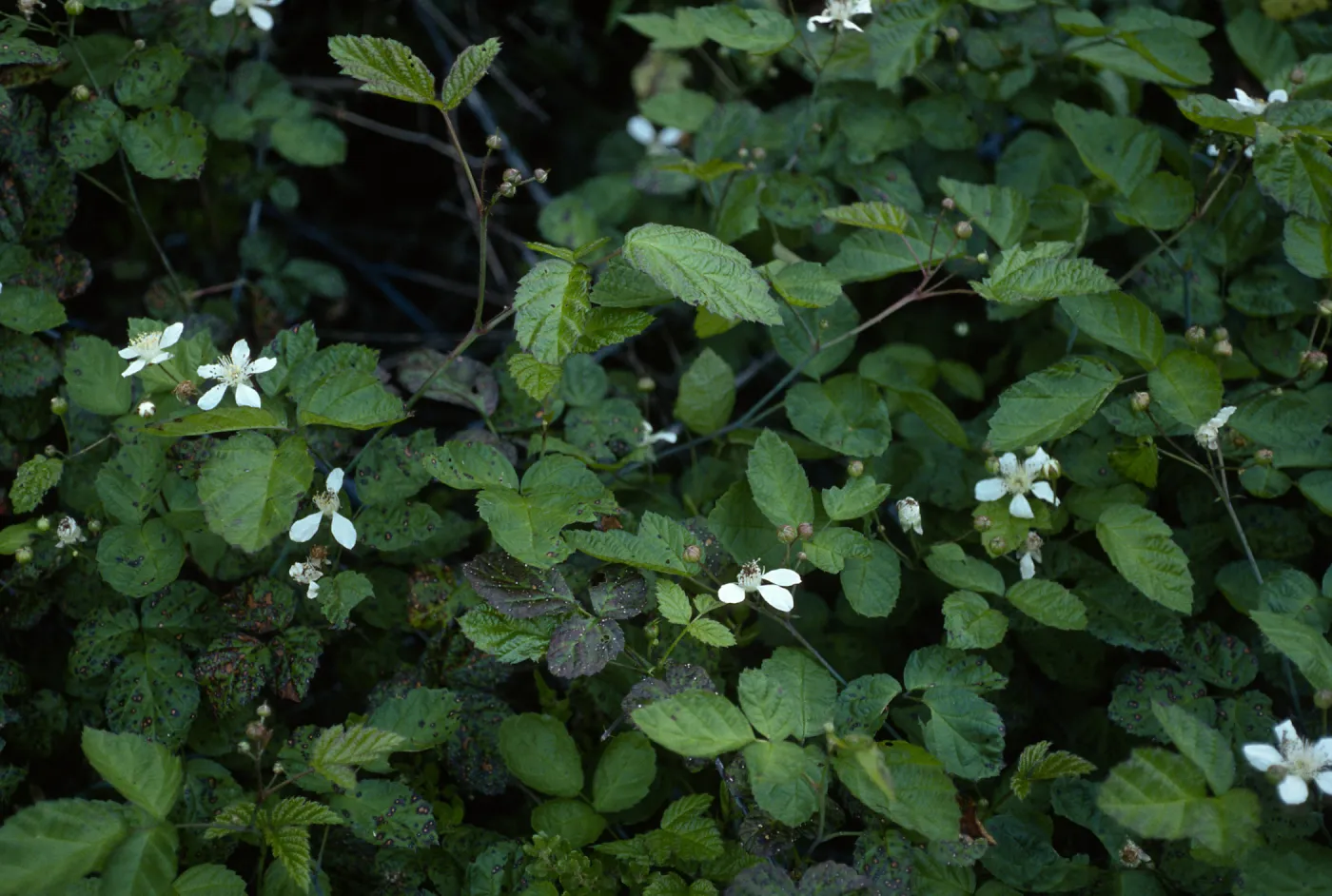 Rubus ursinus, Santa Cruz Island, upper Christy Canyon