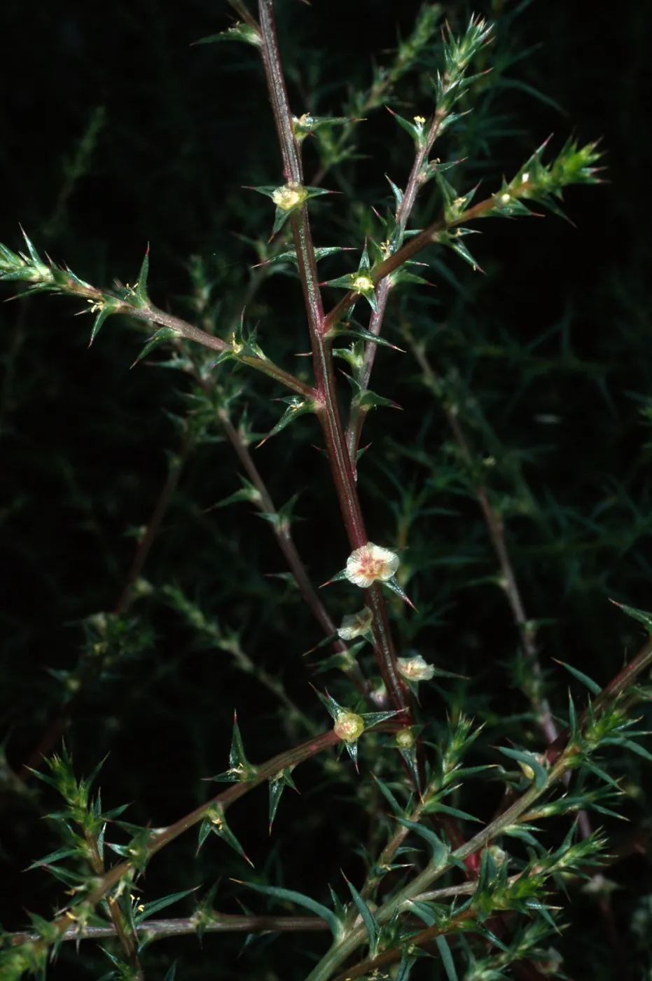 Salsola tragus, San Miguel Island, Beach Road, Metric site