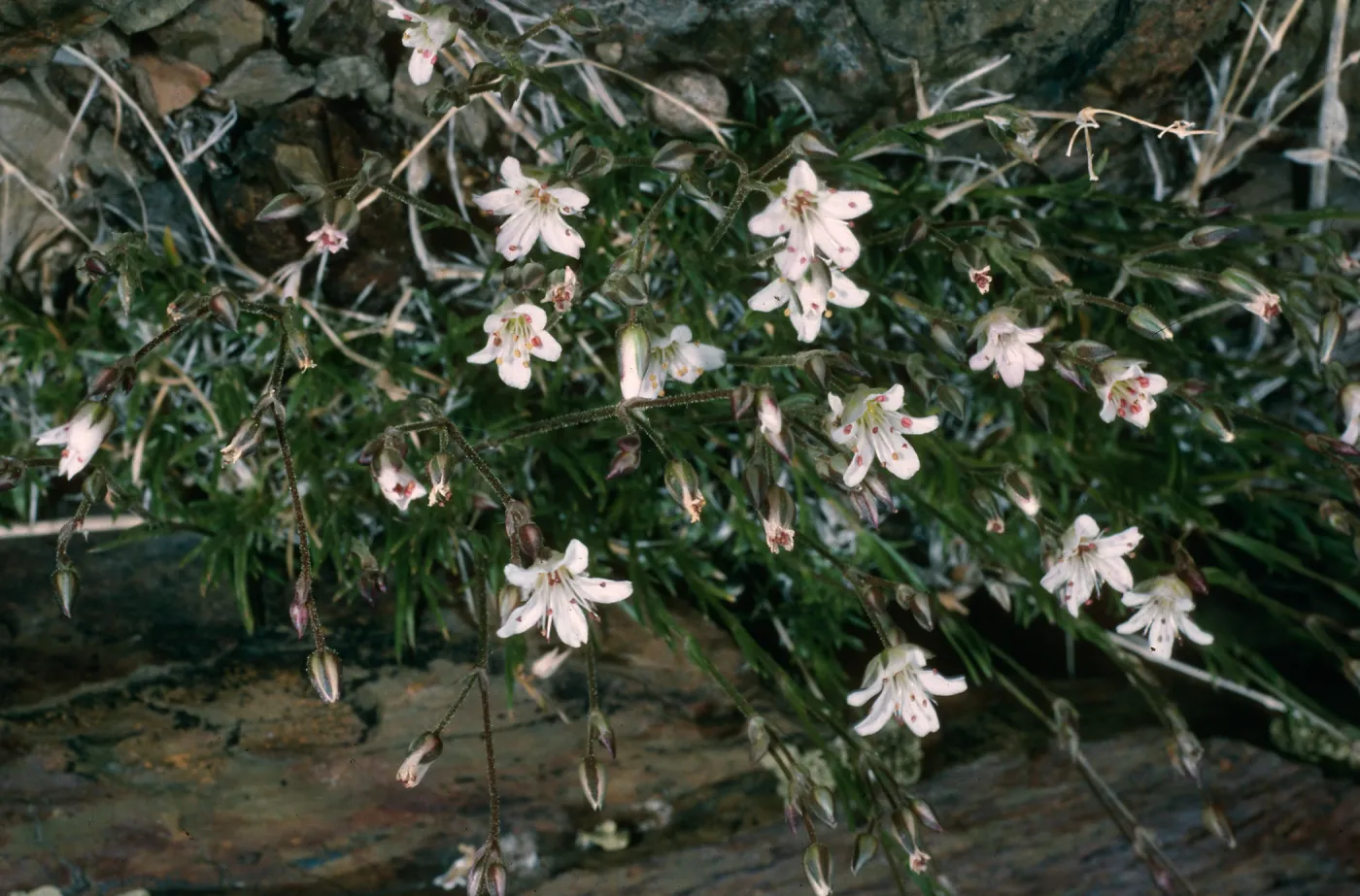 Arenaria macradenia, White Mountains