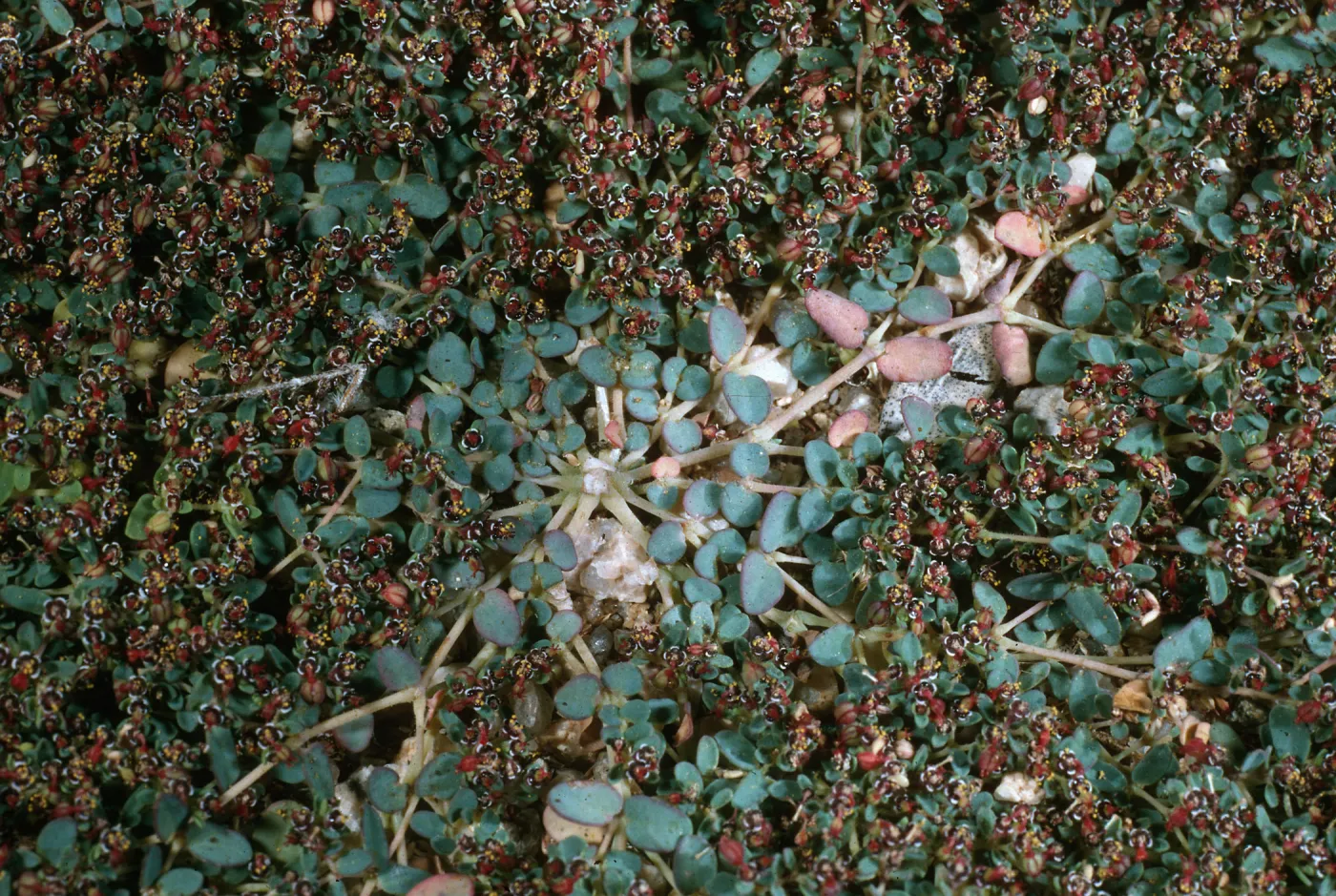 Chamaesyce polycarpa, Joshua Tree