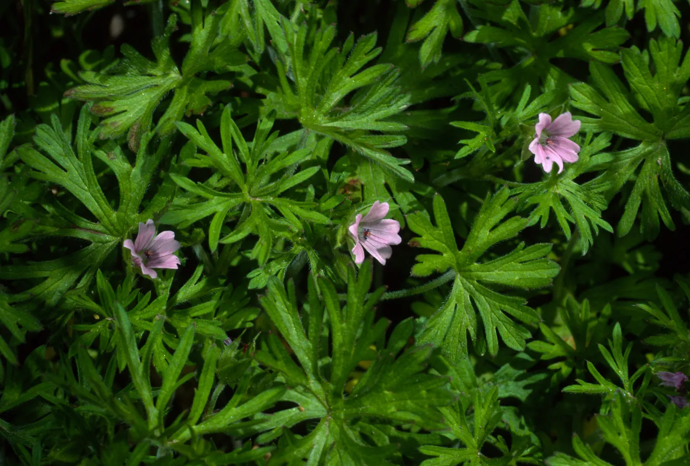 Gernaium dissectum, Santa Barbara Botanic Garden