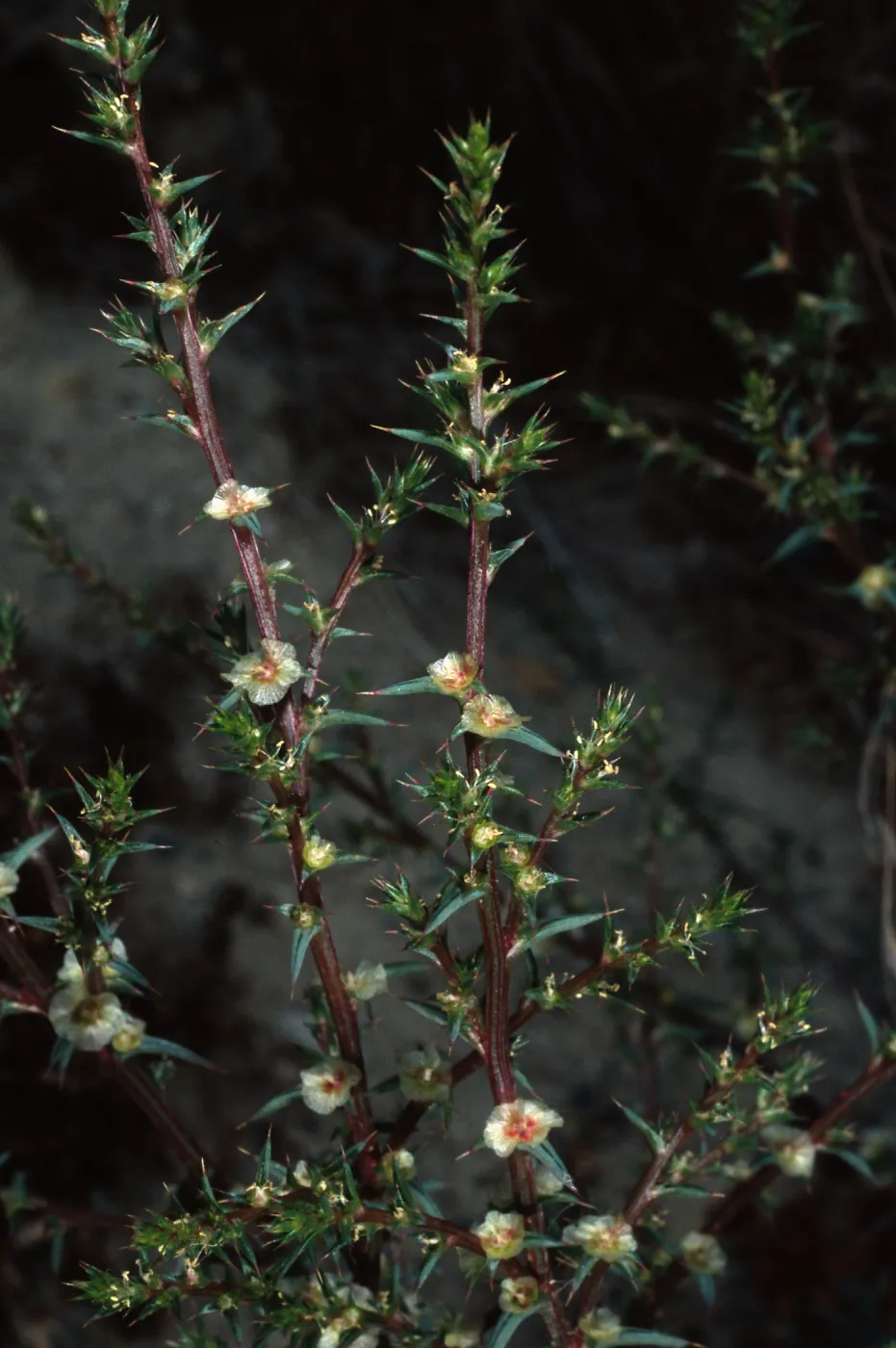 Salsola tragus, San Miguel Island, Beach Road, Metric site