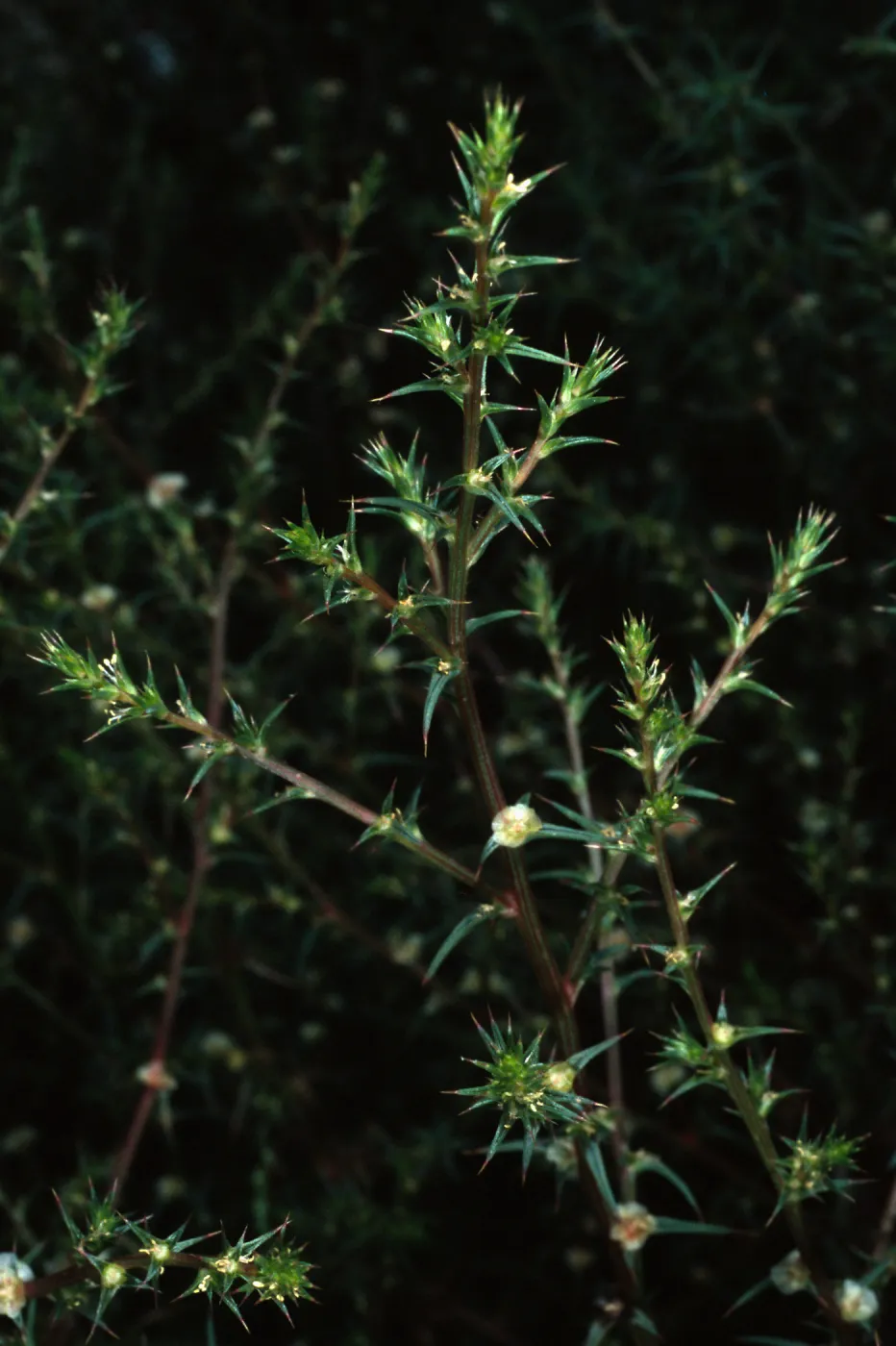 Salsola tragus, San Miguel Island, Beach Road, Metric site