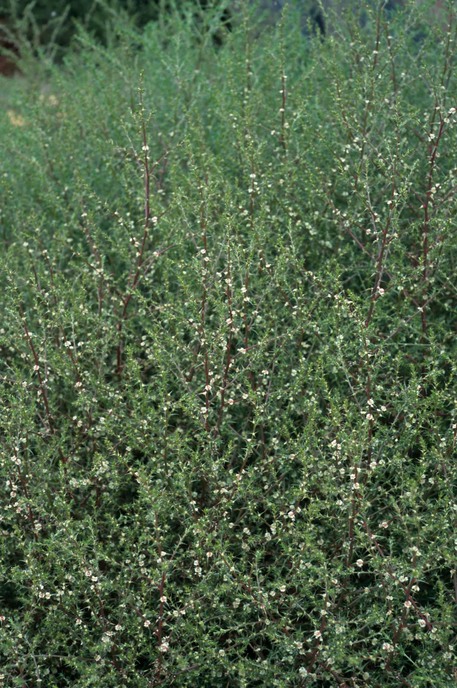 Salsola tragus, San Miguel Island, Beach Road, Metric site