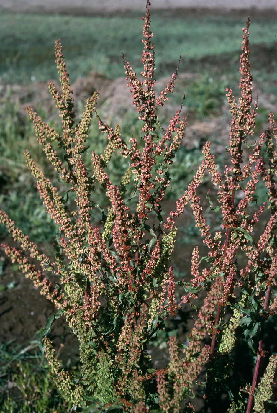 Rumex crispus, Santa Cruz Island, Prisoners Harbor
