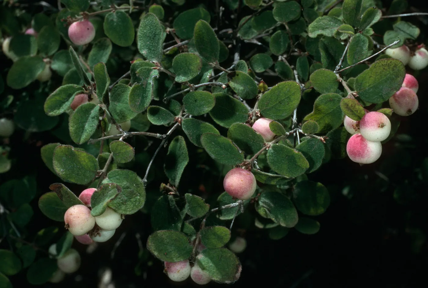 Symphoricarpos mollis, Santa Cruz Island, Portezuela Grade