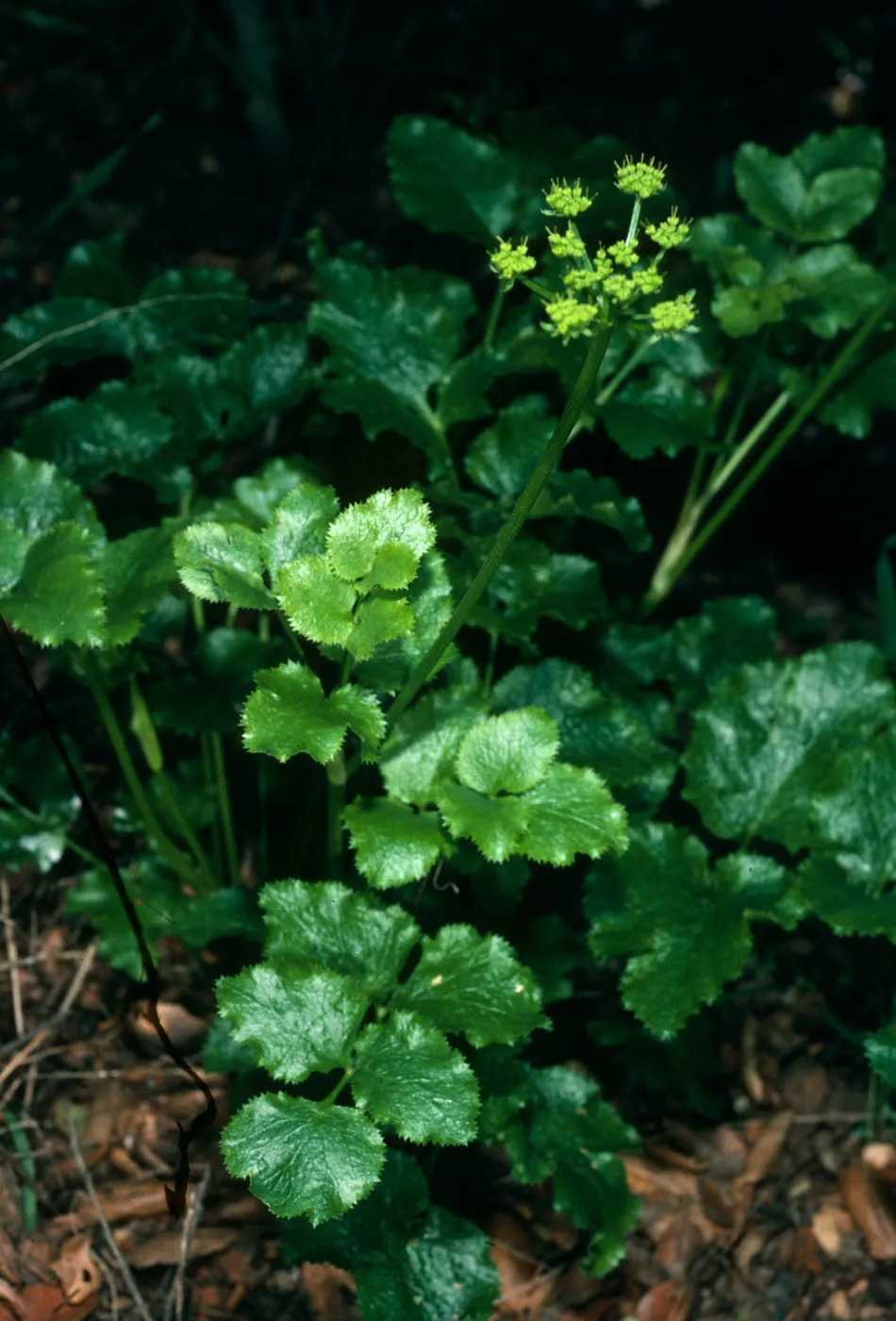 Tauschia arguta, Hollister Ranch