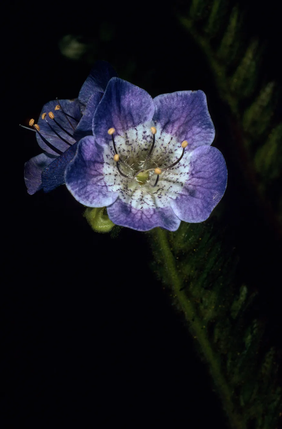 Phacelia viscida, Tunnel Trail