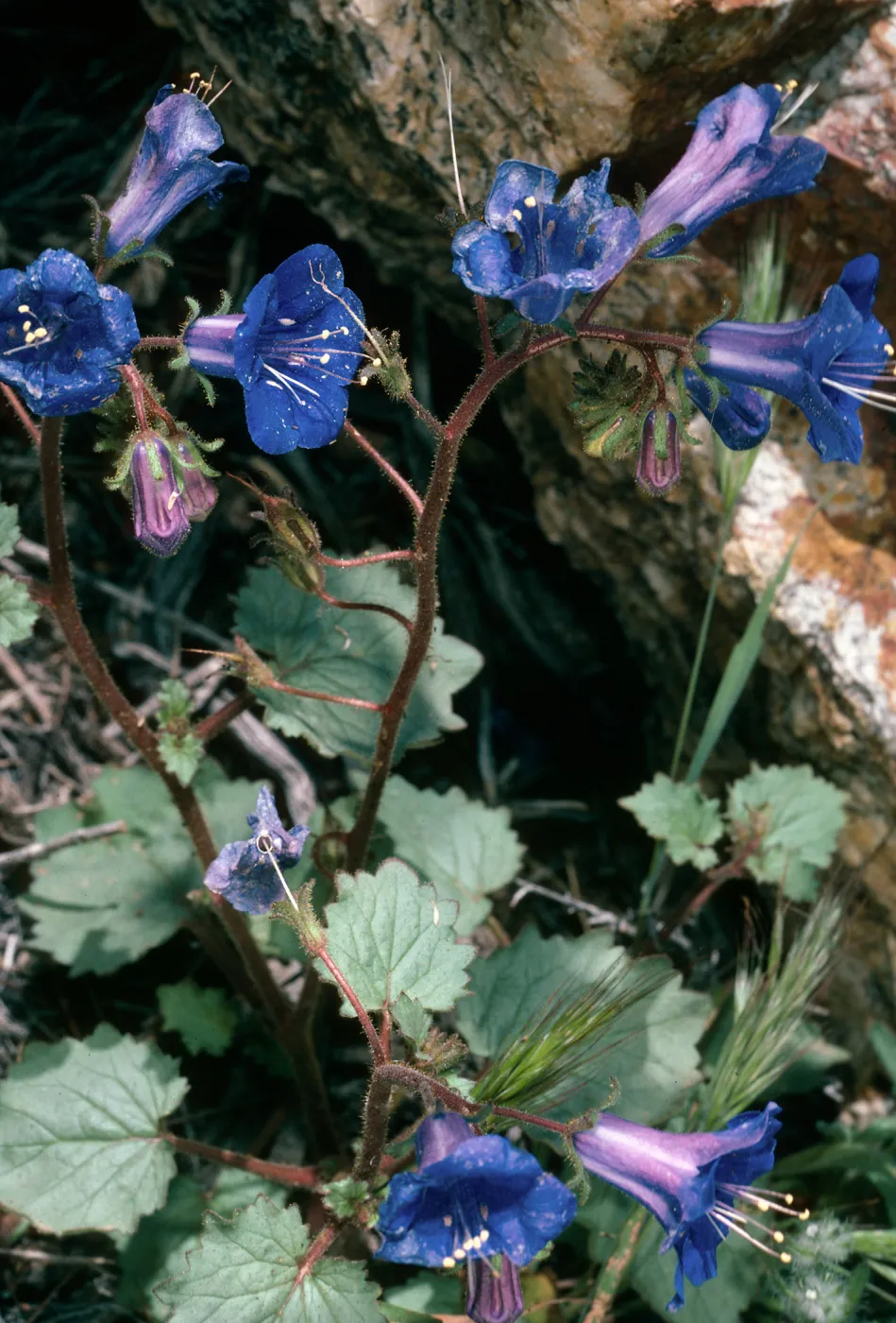 Phacelia, Providence Mountains, Mojave National Preserve