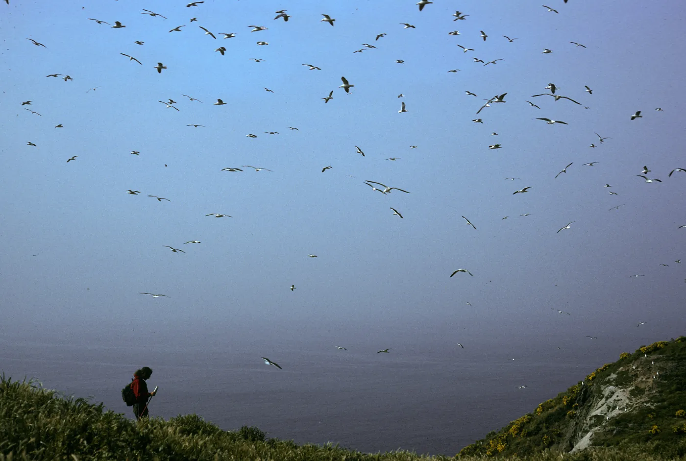 Middle Anacapa Island, seagulls & David Rosen, West of East Fish Camp
