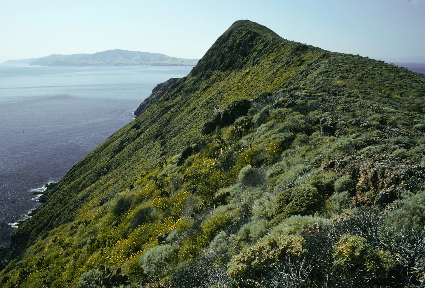 West Anacapa Island, S-facing slopes, East of Summit Peak, Encelia californica