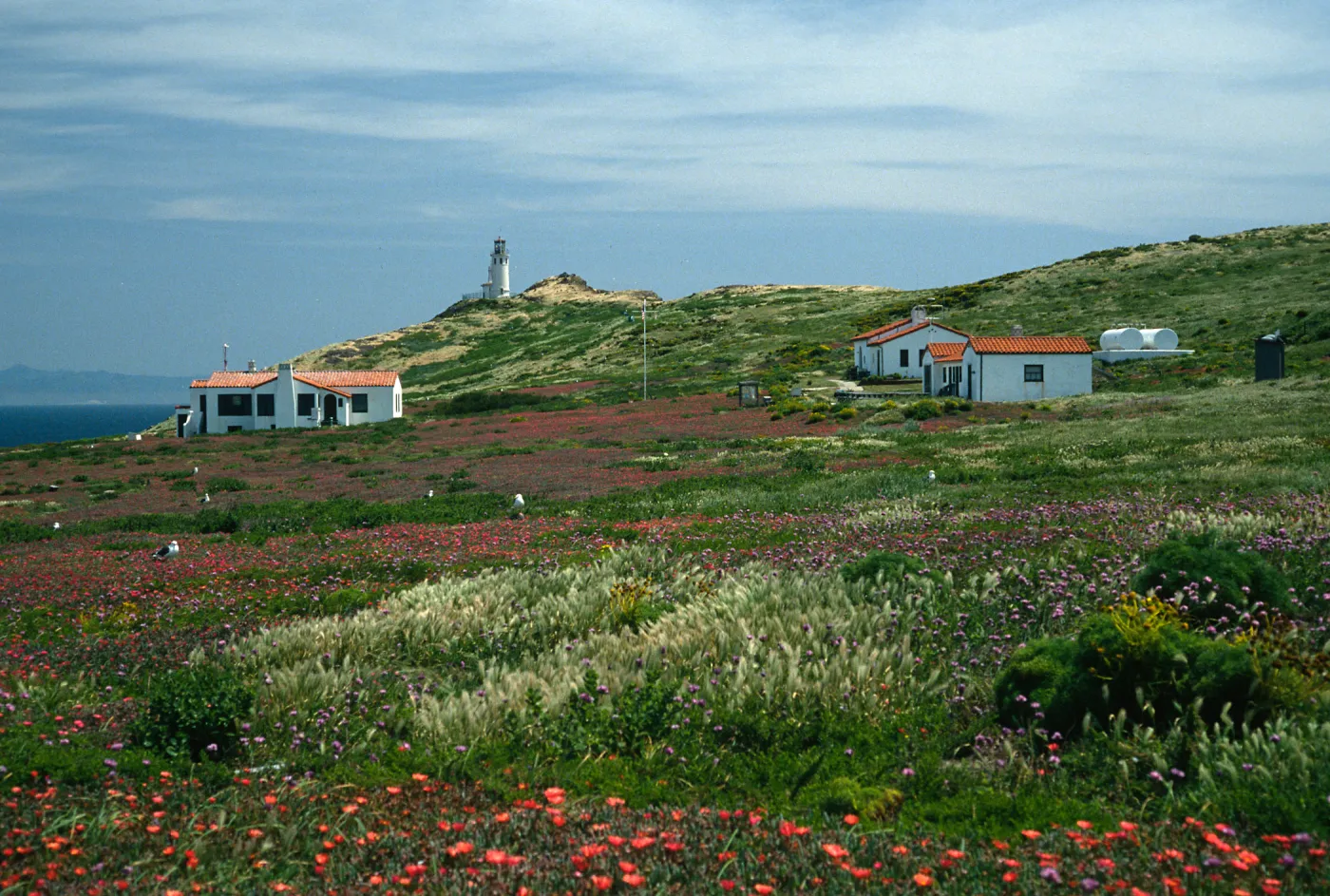 East Anacapa Island, NPS buildings, Malephora crocea