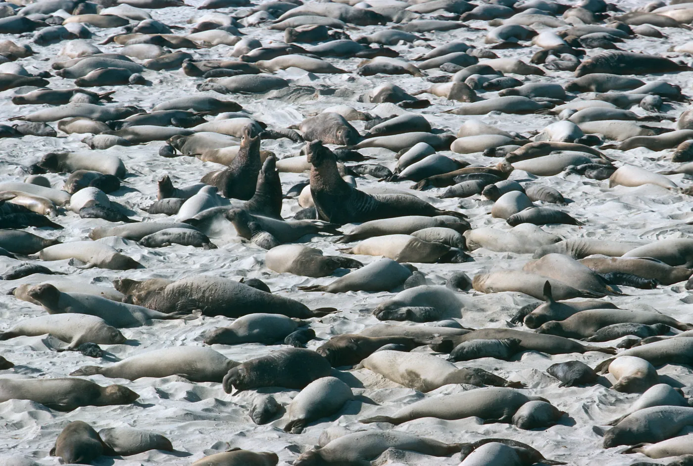 San Miguel Island, Elephant Seals, Point Bennett