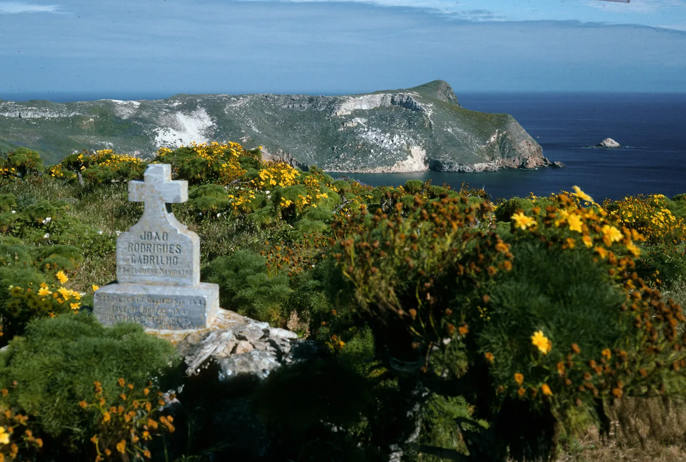 San Miguel Island, Cabrillo Monument, Coreopsis