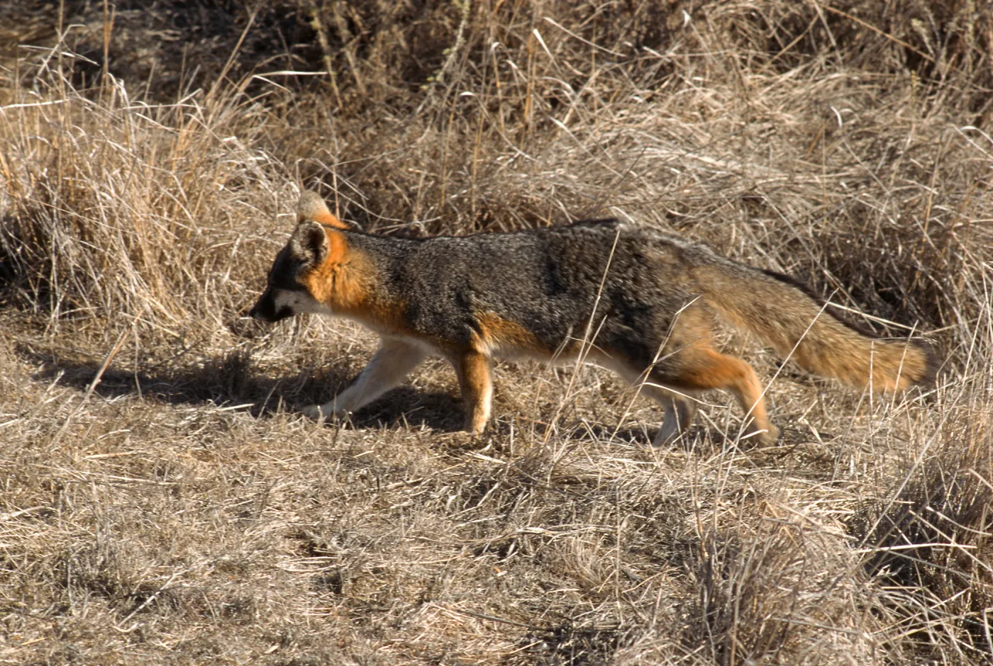 Catalina Island, island fox from KBRT Road