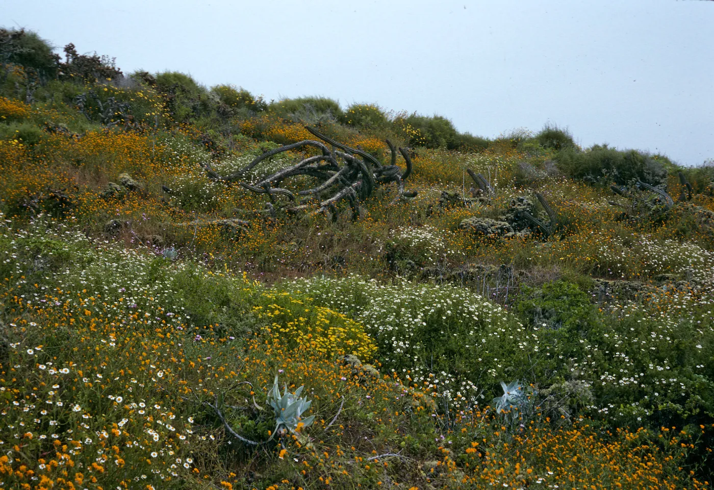 San Martin Island, Machaerocereus gummosus, wildflowers
