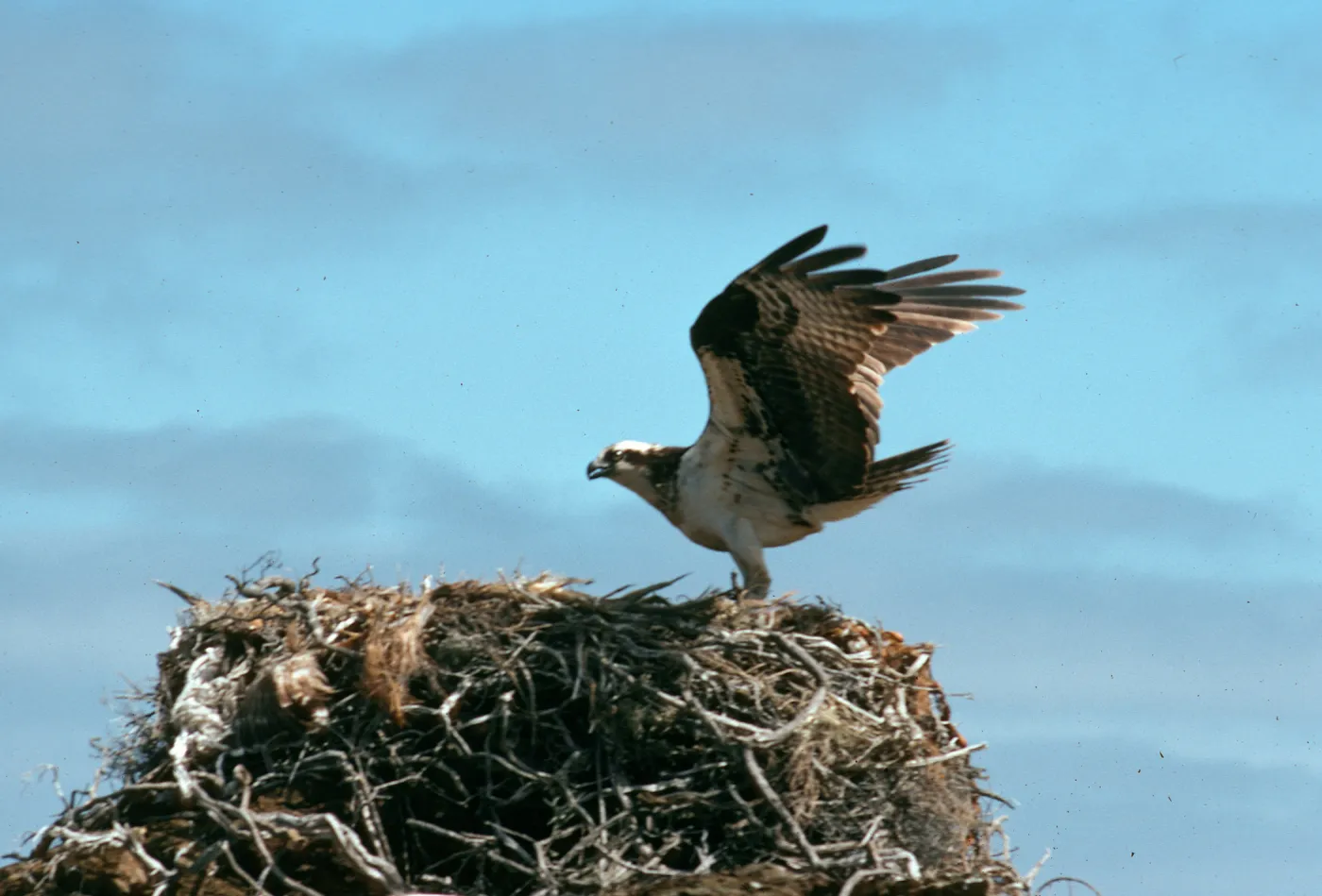 West San Benito Island, osprey, Northwest side