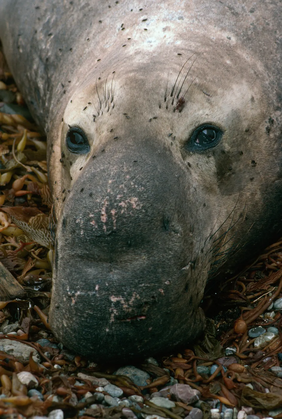 San Benito Island, male Elephant Seal