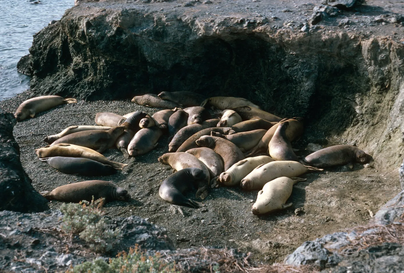 Elephant seals, San Benito Island