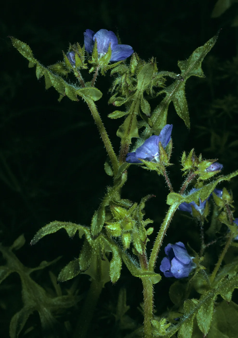  Pholistoma auritum, Cave Canyon