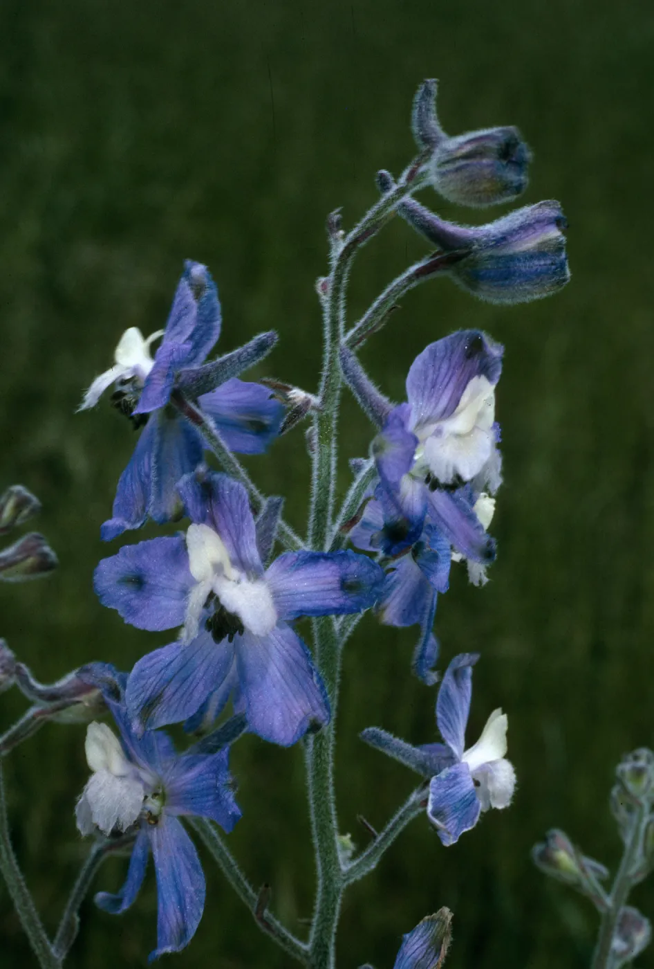 San Clemente Island, Delphinium variegatum thornei, Middle Ranch Canyon, SCI-212