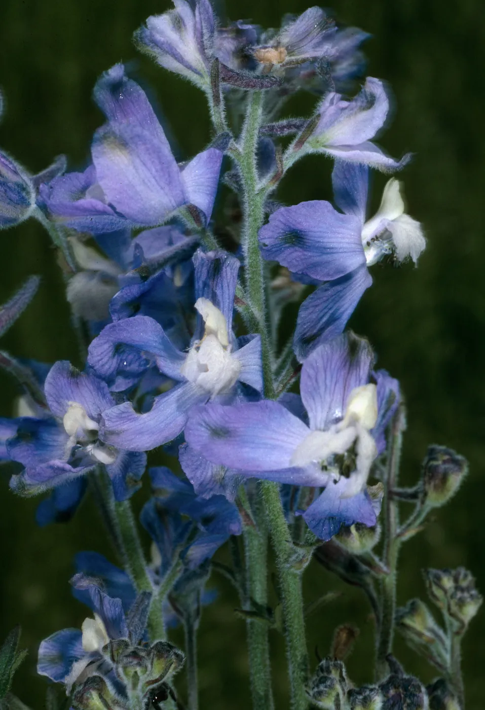 San Clemente Island, Delphinium variegatum thornei, Middle Ranch Canyon, SCI-212