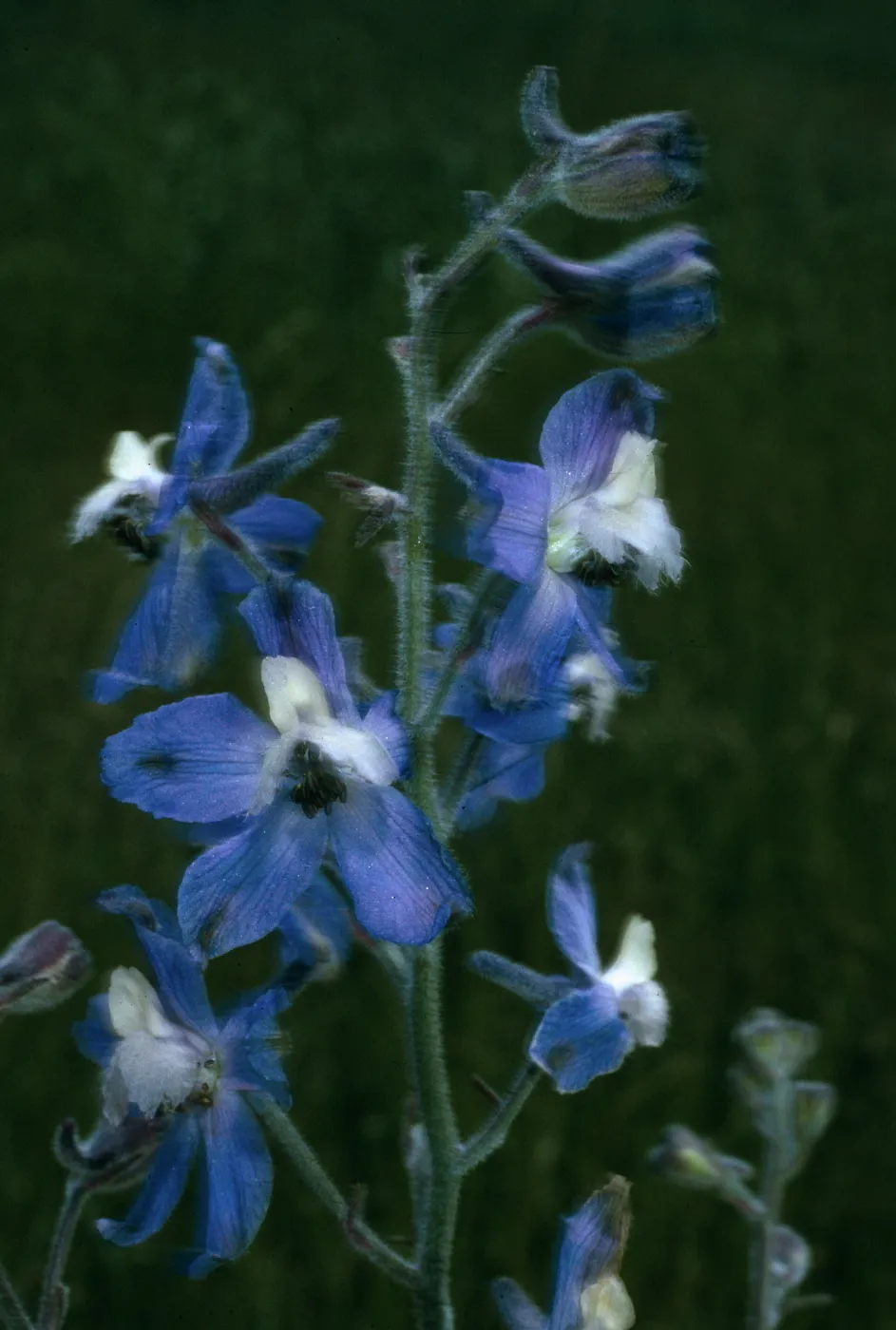 San Clemente Island, Delphinium variegatum thornei, Middle Ranch Canyon, SCI-212