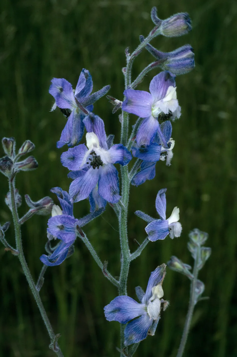 San Clemente Island, Delphinium variegatum thornei, Middle Ranch Canyon, SCI-212