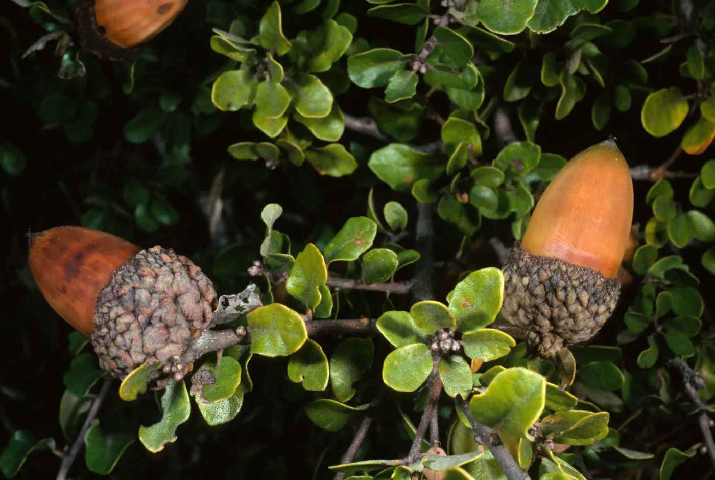 Santa Cruz Island, Quercus pacifica
