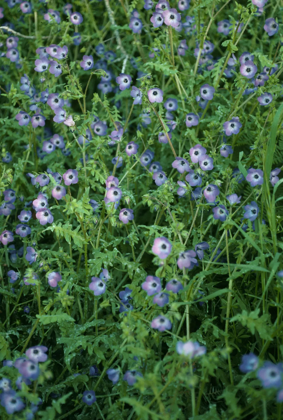 Santa Cruz Island, Pholistoma auritum, China Pines
