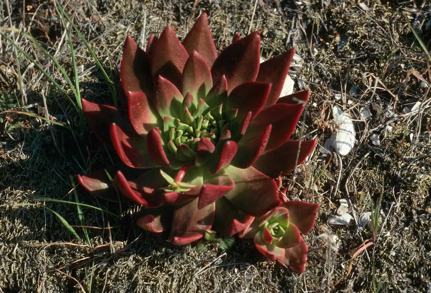 Santa Cruz Island, Dudleya candelabrum, Fraser Point Road
