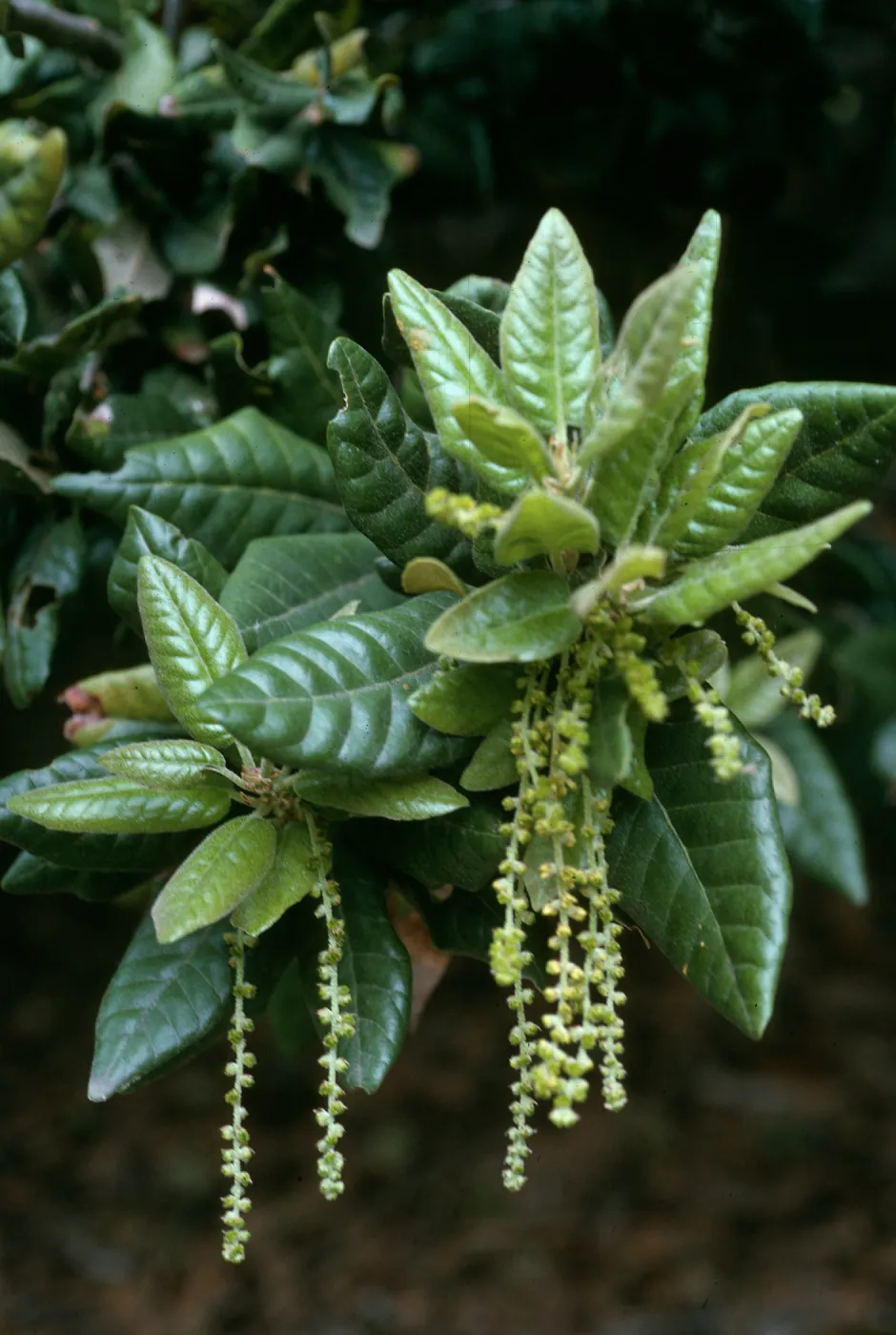 Quercus tomentella, SBBG, SR 105