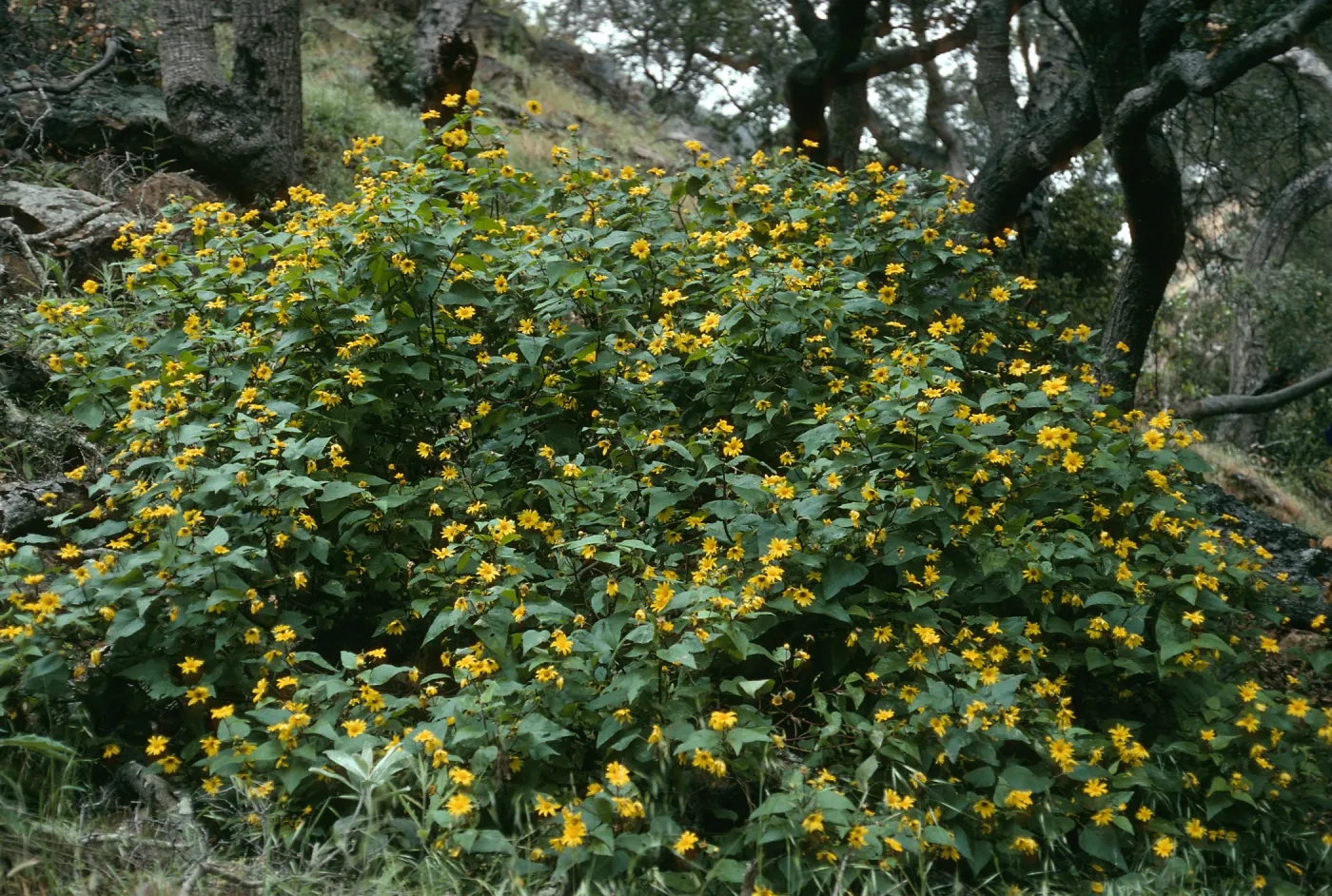 Venegasia carpesioides, Prisoners Harbor/Pelican Bay, Santa Cruz Island